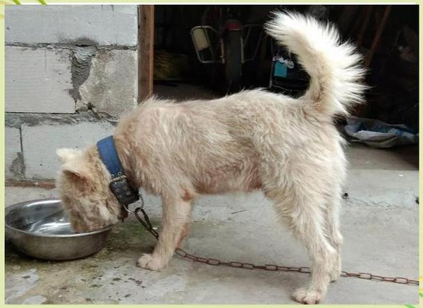 今晚澳门特马开奖结果和中国下司犬外网爆火与中国下司犬介绍