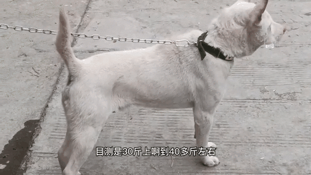 新奥天天开奖资料大全600tkm和中国下司犬外网爆火与中国下司犬介绍