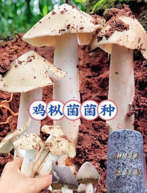 新澳2025正版免費資料和天价鸡枞卖到1800元与鸡枞的价格