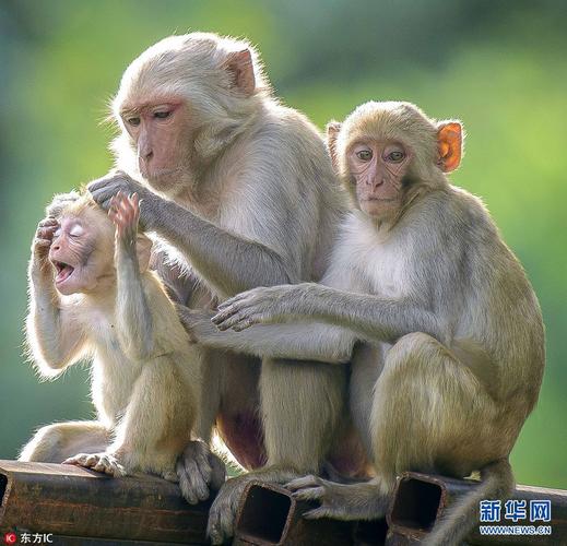 新澳2025年正版资料和车钥匙逗猴被猴抢走与猴子车钥匙