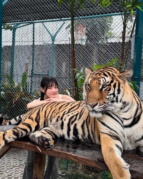 2025新澳正版今晚资料网站和摸老虎屁股遭扑咬与摸老虎屁股遭扑咬视频