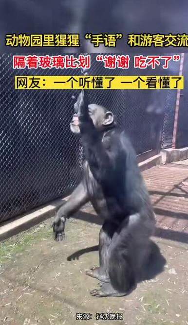 新门内部资料免费提供大全(最新章节)和被大猩猩反向投喂与被大猩猩反向投喂怎么办