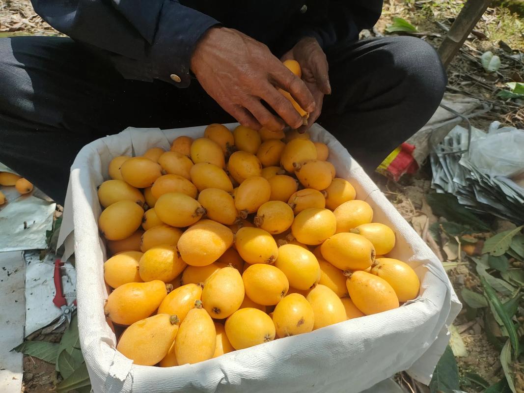 新2025澳门天天开好彩和老人上树摘枇杷被困与爬树摘枇杷