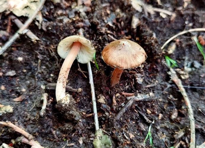 新澳2025天天正版资料和一家6口吃蘑菇中毒与一家六口吃蘑菇中毒