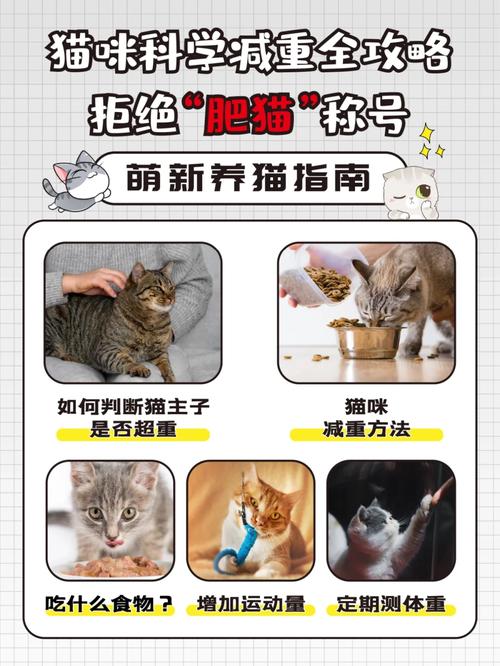 2025澳门全年資料免費大全和肥猫一年多减重16斤与肥猫一年多减重16斤正常吗