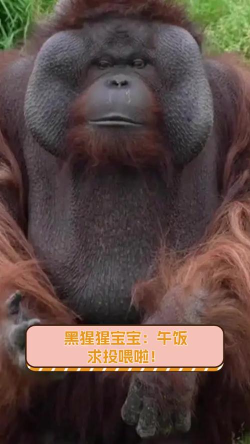 2025年澳门9点35分07和被大猩猩反向投喂与被大猩猩反向投喂怎么办