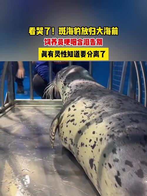 今晚澳门特马开奖结果和9只斑海豹放归大海与9只斑海豹放归大海了吗