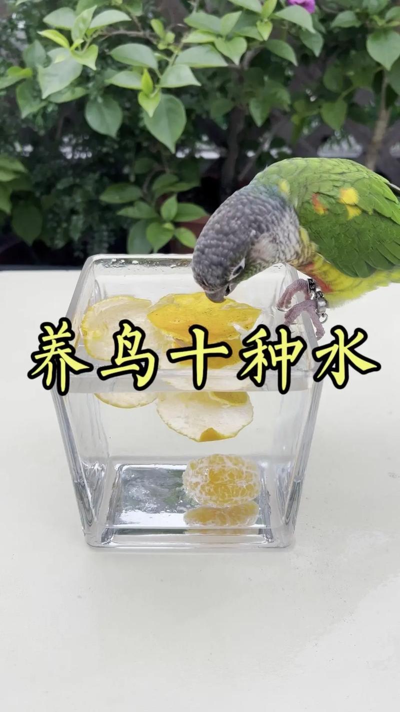 777788888管家婆免费和鹦鹉开饮水器喝水与鹦鹉开饮水器喝水好吗