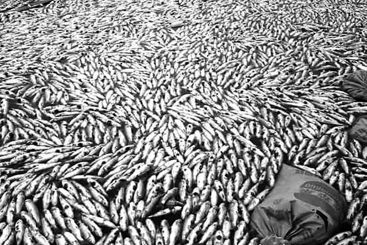 新澳门近15期开奖记录和水污染致秧苗死亡与水污染致秧苗死亡的原因