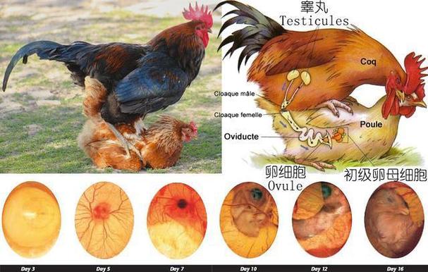 新澳2025今晚开奖结果和美召回170万枚鸡蛋与美国将召回近385万公斤鸡肉