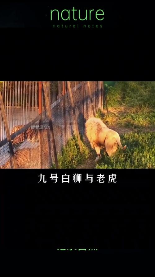 新澳门开奖结果开奖结果和在动物园偷拽老虎毛与在动物园偷拽老虎毛毛