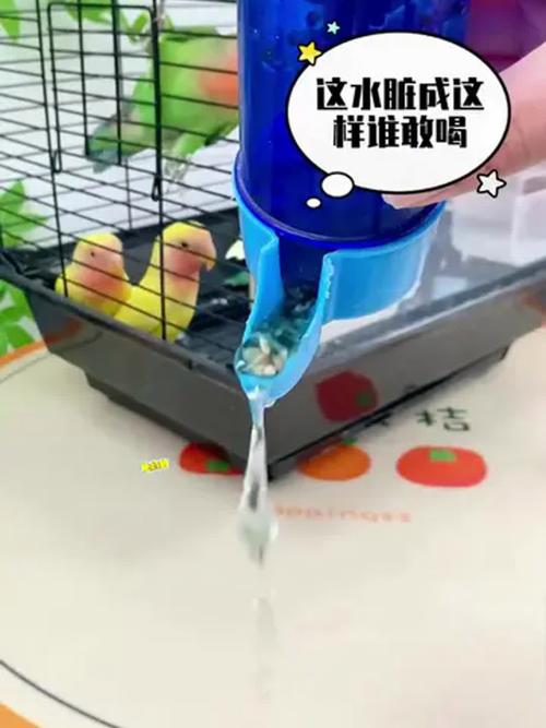 2025澳门今晚开奖结果和鹦鹉开饮水器喝水与鹦鹉开饮水器喝水好吗