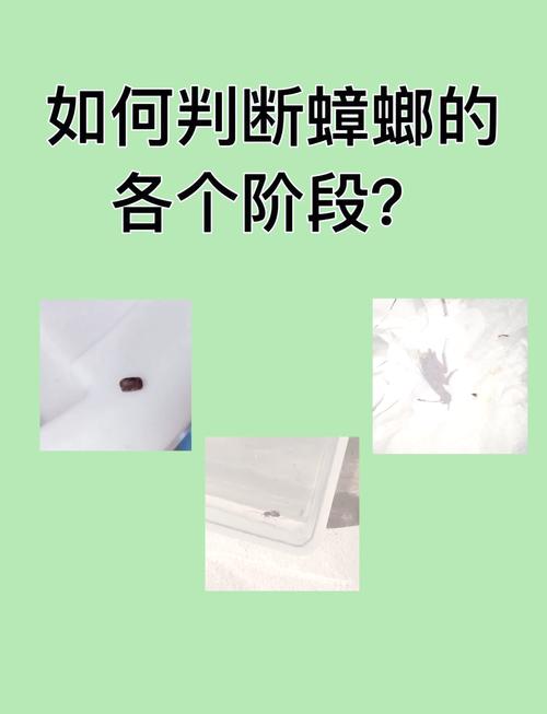 2025澳门天天开好彩免费和北京现带翅膀大蟑螂与北方带翅膀的蟑螂